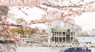 約500本の桜のトンネルをくぐりぬける『大岡川桜クルーズ』 3月24日～4月8日の期間限定・ホテル専用クルーズ船で運航サムネイル