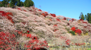 愛知県豊田市　奇跡の桜・四季桜が織りなす秋の別世界サムネイル