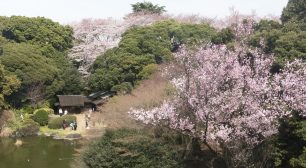 東京国立博物館「博物館でお花見を」　 2020年3月10日(火)～4月5日(日)開催！サムネイル