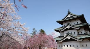 羽田空港・大阪国際(伊丹)空港 JAL国内線ラウンジで 桜の名所「弘前公園」の桜をひと足早く咲かせます　 3月20日(祝・金)～3月25日(水)期間限定サムネイル